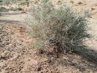 Besichtigung der Wüste während der Fahrt nach Schachrisabs, Salzkraut