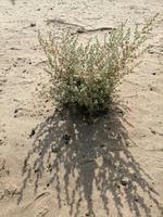 Besichtigung der Wüste während der Fahrt nach Schachrisabs, Alhagi-Pflanze