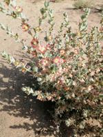 Besichtigung der Wüste während der Fahrt nach Schachrisabs, Alhagi-Pflanze