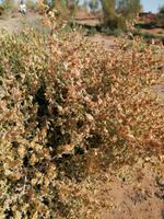 Besichtigung der Wüste während der Fahrt nach Schachrisabs, Alhagi-Pflanze