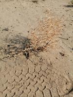 Besichtigung der Wüste während der Fahrt nach Schachrisabs, Alhagi-Pflanze