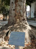 Daras-Saodat Komplex, ein sehr alter Baum vor der Chasrati-Imom-Moschee, Schachrisabs