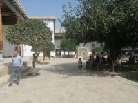 Große alte Maulbeerbaum als Gebetsbaum, Komplex Bahouddin Naqshbandi, Buchara