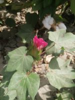 verschiedenen Bluten der Baumwolle