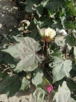 verschiedenen Bluten der Baumwolle