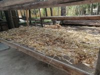 Seidenstoff-Papierfabrik: Trocknen der Maulbeerbaumrinde, Samarkand