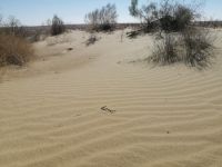 Ausflug in die Wüste Kizilkum