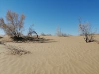 Ausflug in die Wüste Kizilkum