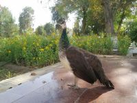 Pfau im Garten der Sommerresidenz des letzten Herrschers von Buchara