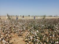Foto-Stopp an einem Baumwollfeld