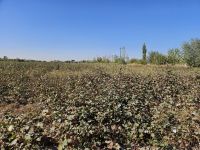 Fahrt von Chiva nach Buchara - Baumwollfeld