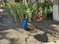 Sommerpalast - Pfauen