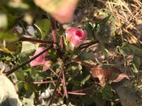 Baumwollblüte