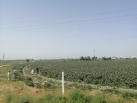 Fotostopp an einem Baumwollefeld, Umgebung von Buchara