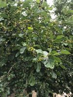 Maulbeerbaum