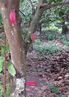 Choroni - Karibik - Rundreise Venezuela – Natur und Abenteuer pur