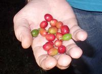 Caripe - Kaffeeplantage - Rundreise Venezuela – Natur und Abenteuer pur