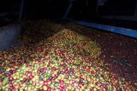 Caripe - Kaffeeplantage - Rundreise Venezuela – Natur und Abenteuer pur