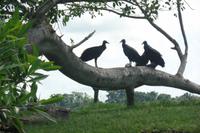 Orinoco-Delta  -  Rundreise Venezuela – Natur und Abenteuer pur