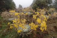 Die Anden - Rundreise Venezuela – Natur und Abenteuer pur