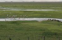 Los Llanos - Rundreise Venezuela – Natur und Abenteuer pur
