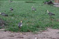 Los Llanos - Rundreise Venezuela – Natur und Abenteuer pur