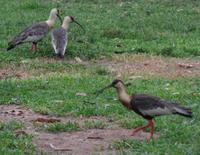 Los Llanos - Rundreise Venezuela – Natur und Abenteuer pur