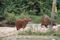 Los Llanos - Rundreise Venezuela – Natur und Abenteuer pur