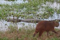 Los Llanos - Rundreise Venezuela – Natur und Abenteuer pur