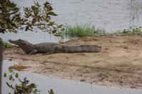 Los Llanos - Rundreise Venezuela – Natur und Abenteuer pur