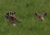 Los Llanos - Rundreise Venezuela – Natur und Abenteuer pur