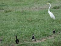 Los Llanos - Rundreise Venezuela – Natur und Abenteuer pur
