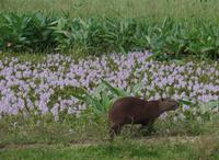 Los Llanos - Rundreise Venezuela – Natur und Abenteuer pur