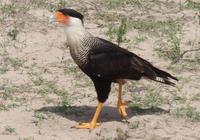 Los Llanos - Rundreise Venezuela – Natur und Abenteuer pur