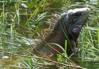 Los Llanos - Rundreise Venezuela – Natur und Abenteuer pur