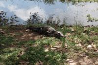 Los Llanos - Rundreise Venezuela – Natur und Abenteuer pur