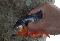 Los Llanos - Rundreise Venezuela – Natur und Abenteuer pur