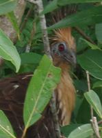 Los Llanos - Rundreise Venezuela – Natur und Abenteuer pur