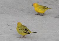 Los Llanos - Rundreise Venezuela – Natur und Abenteuer pur