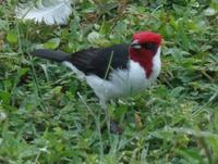 Los Llanos - Rundreise Venezuela – Natur und Abenteuer pur