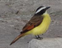 Los Llanos - Rundreise Venezuela – Natur und Abenteuer pur