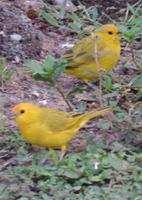 Los Llanos - Rundreise Venezuela – Natur und Abenteuer pur