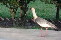 Los Llanos - Rundreise Venezuela – Natur und Abenteuer pur