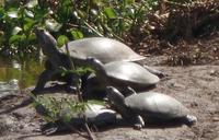 Los Llanos - Rundreise Venezuela – Natur und Abenteuer pur