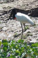 Los Llanos - Rundreise Venezuela – Natur und Abenteuer pur