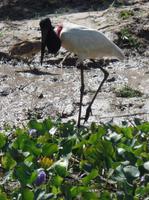 Los Llanos - Rundreise Venezuela – Natur und Abenteuer pur