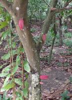 Choroni - Karibik - Rundreise Venezuela – Natur und Abenteuer pur