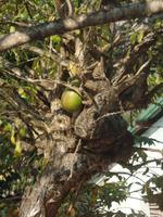 auf der Kaffeeplantage