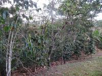 auf der Kaffeeplantage