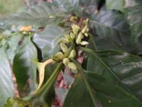 auf der Kaffeeplantage